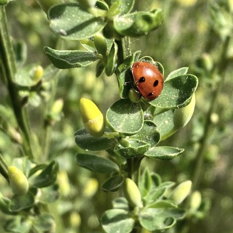Marienkäfer, © Gabriele Arzdorf Marienkäfer, © Gabriele Arzdorf