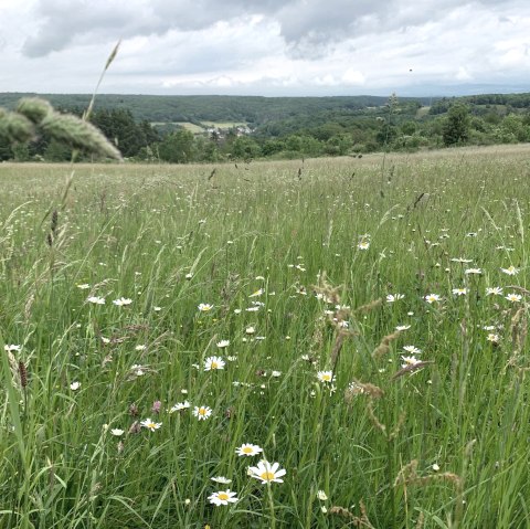 Blumenwiese, © Gabriele Arzdorf Blumenwiese, © Gabriele Arzdorf