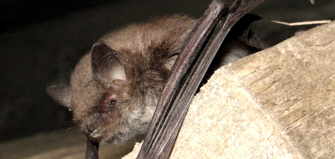 Wasserfledermaus, © Verbandsgemeinde Mendig Wasserfledermaus, © Verbandsgemeinde Mendig