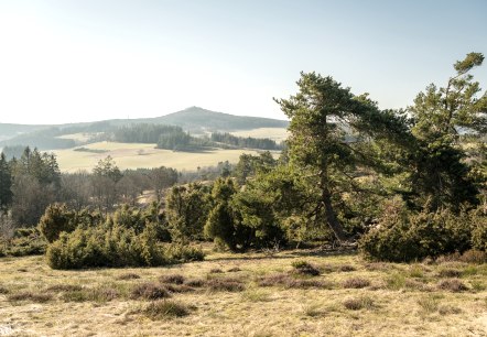 Ausblick in die Eifel und auf Wacholder am Traumpfad Bergheidenweg, © Eifel Tourismus GmbH, D. Ketz Ausblick in die Eifel und auf Wacholder am Traumpfad Bergheidenweg, © Eifel Tourismus GmbH, D. Ketz