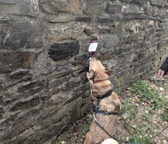 Hund 4, © Maren Dönhoff Hund 4, © Maren Dönhoff