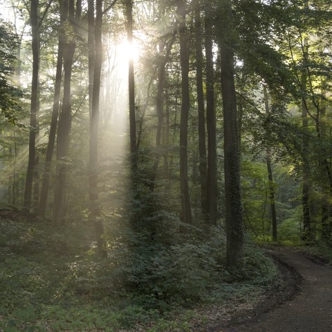 Cache Laachus am Keltischen Baumkreis, © Kappest/Vulkanregion Laacher See Cache Laachus am Keltischen Baumkreis, © Kappest/Vulkanregion Laacher See