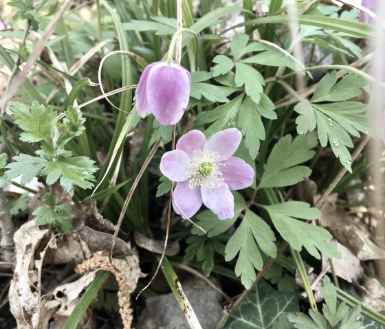 Erste Blüten, © Gabriele Arzdorf Erste Blüten, © Gabriele Arzdorf
