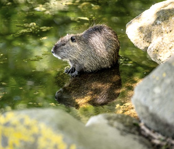Nutria im Nettepark, © Eifel Tourismus GmbH/Dominik Ketz Nutria im Nettepark, © Eifel Tourismus GmbH/Dominik Ketz