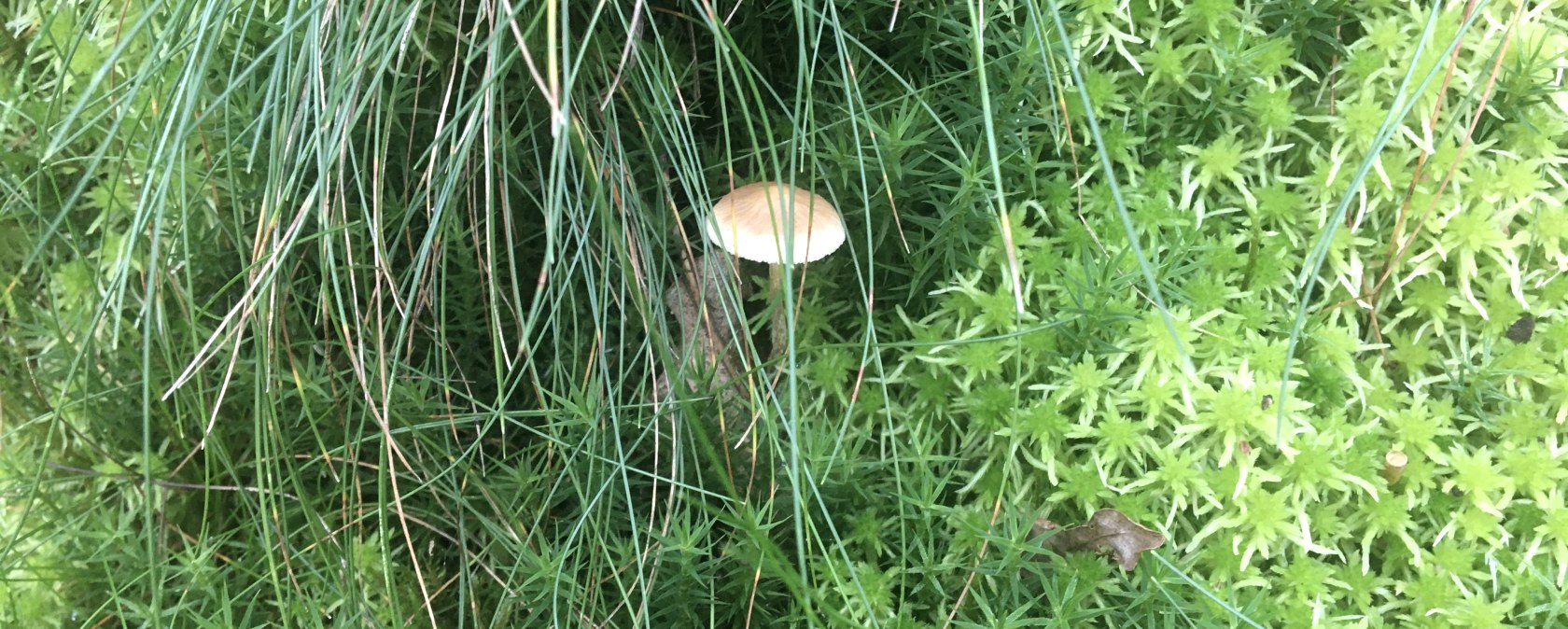 Moos, © Gabriele Arzdorf Moos, © Gabriele Arzdorf