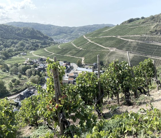 Rotweinwanderweg Rotweinwanderweg