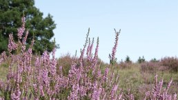 Die Wacholderheide, © Foto: Svenja Schulze-Entrup, Quelle: Touristik-Büro Vordereifel Die Wacholderheide, © Foto: Svenja Schulze-Entrup, Quelle: Touristik-Büro Vordereifel