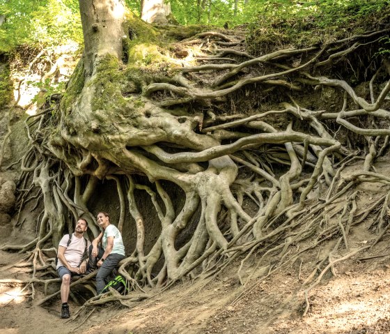Imposante Bäume, © Eifel Tourismus GmbH/Dominik Ketz Imposante Bäume, © Eifel Tourismus GmbH/Dominik Ketz