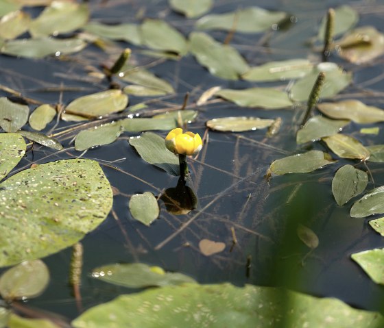 S-027-082-23-Seerose S-027-082-23-Seerose