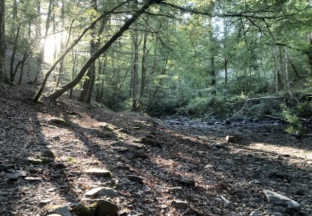 Natur, © M. Schmitz Natur, © M. Schmitz