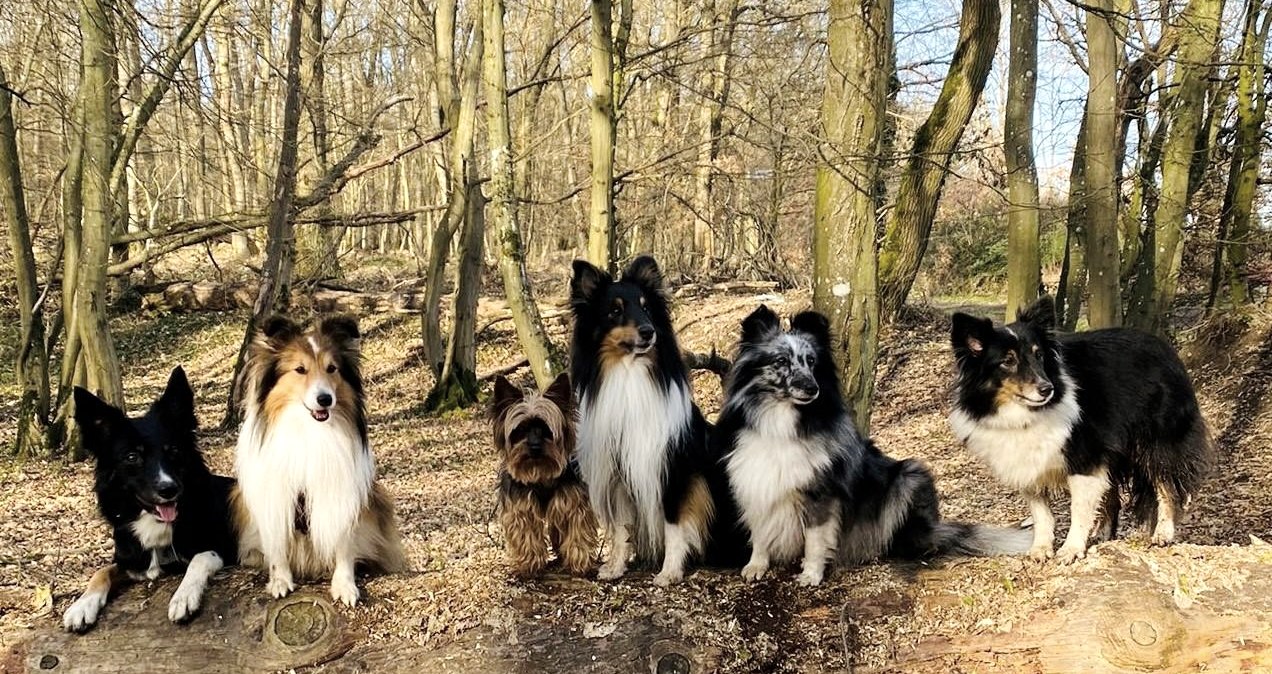 Hunde, © Dani Sturm Hunde, © Dani Sturm