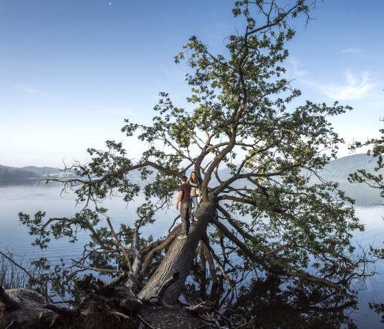 2. Station - Laacher See mit Baum, © Kappest/Vulkanregion Laacher See 2. Station - Laacher See mit Baum, © Kappest/Vulkanregion Laacher See