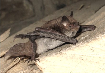 Wasserfledermaus, © Walter Müller Wasserfledermaus, © Walter Müller