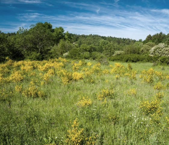 Gelbe Ginsterbüsche blühen auf einer grünen Wiese, umgeben von Bäumen, unter einem klaren blauen Himmel auf der Dreiborner Hochfläche., © Dominik Ketz - Stadt Schleiden Gelbe Ginsterbüsche blühen auf einer grünen Wiese, umgeben von Bäumen, unter einem klaren blauen Himmel auf der Dreiborner Hochfläche., © Dominik Ketz - Stadt Schleiden
