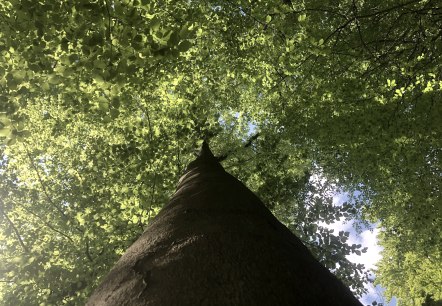 Wald, © Gabriele Arzdorf Wald, © Gabriele Arzdorf