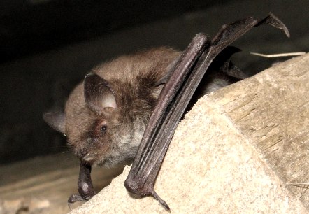Wasserfledermaus, © Verbandsgemeinde Mendig Wasserfledermaus, © Verbandsgemeinde Mendig