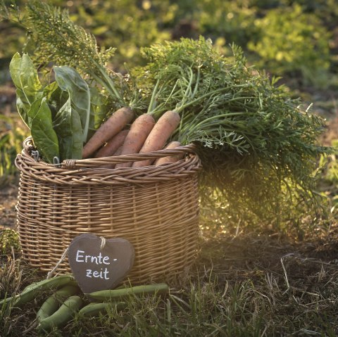 Wochenmarkt, © REMET Wochenmarkt, © REMET