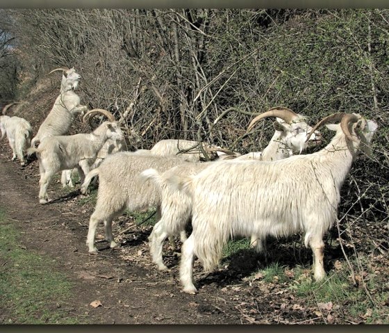 Ziegen am Bausenberg, © TI Vulkanregion Laacher See Ziegen am Bausenberg, © TI Vulkanregion Laacher See