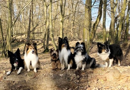 Hunde, © Dani Sturm Hunde, © Dani Sturm