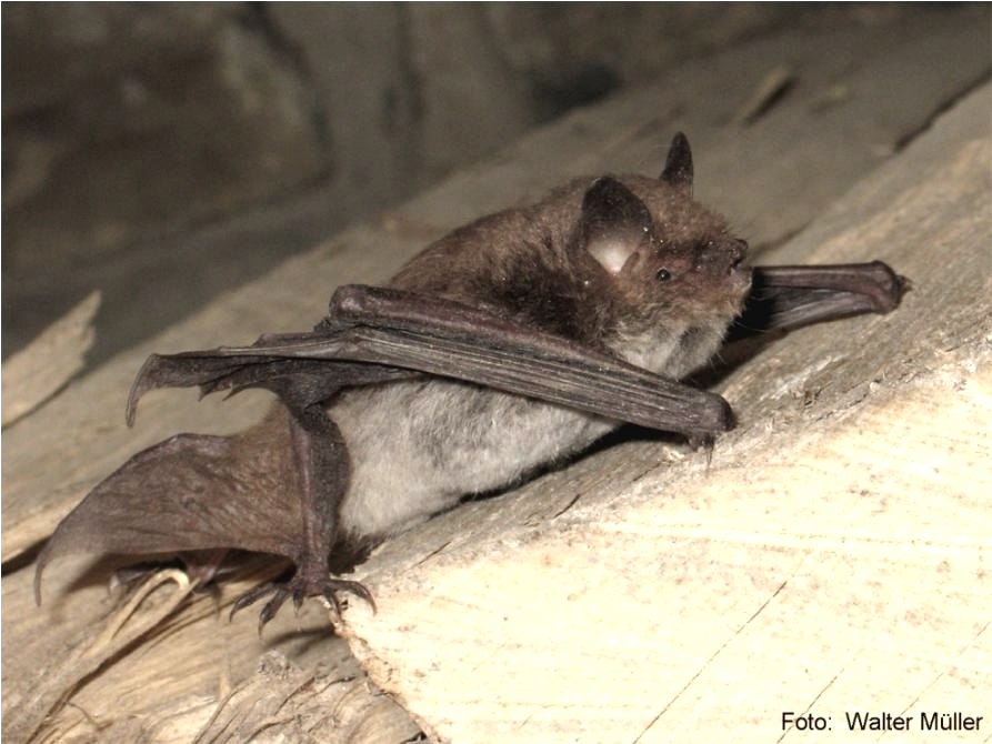 Wasserfledermaus, © Walter Müller Wasserfledermaus, © Walter Müller