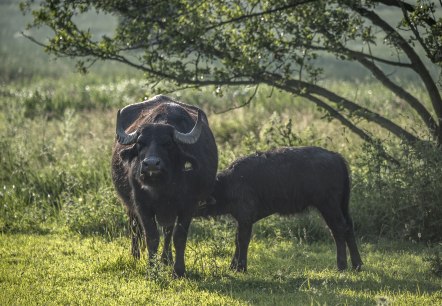 Cache  Laachus trifft Vulkanius bei den Büffeln, © Kappest/Vulkanregion Laacher See