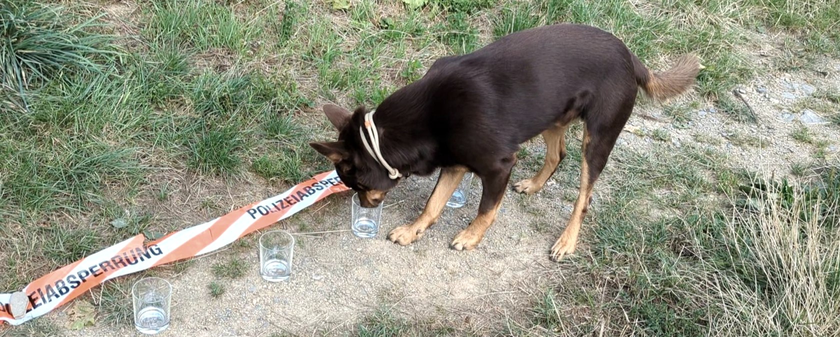 Hund 3, &copy; Maren D&ouml;nhoff