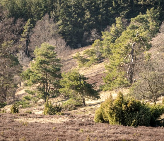 Heide en jeneverbes met uitzicht op de Eifel en jeneverbessen op de droomroute Bergheidenweg, © Eifel Tourismus GmbH, D. Ketz