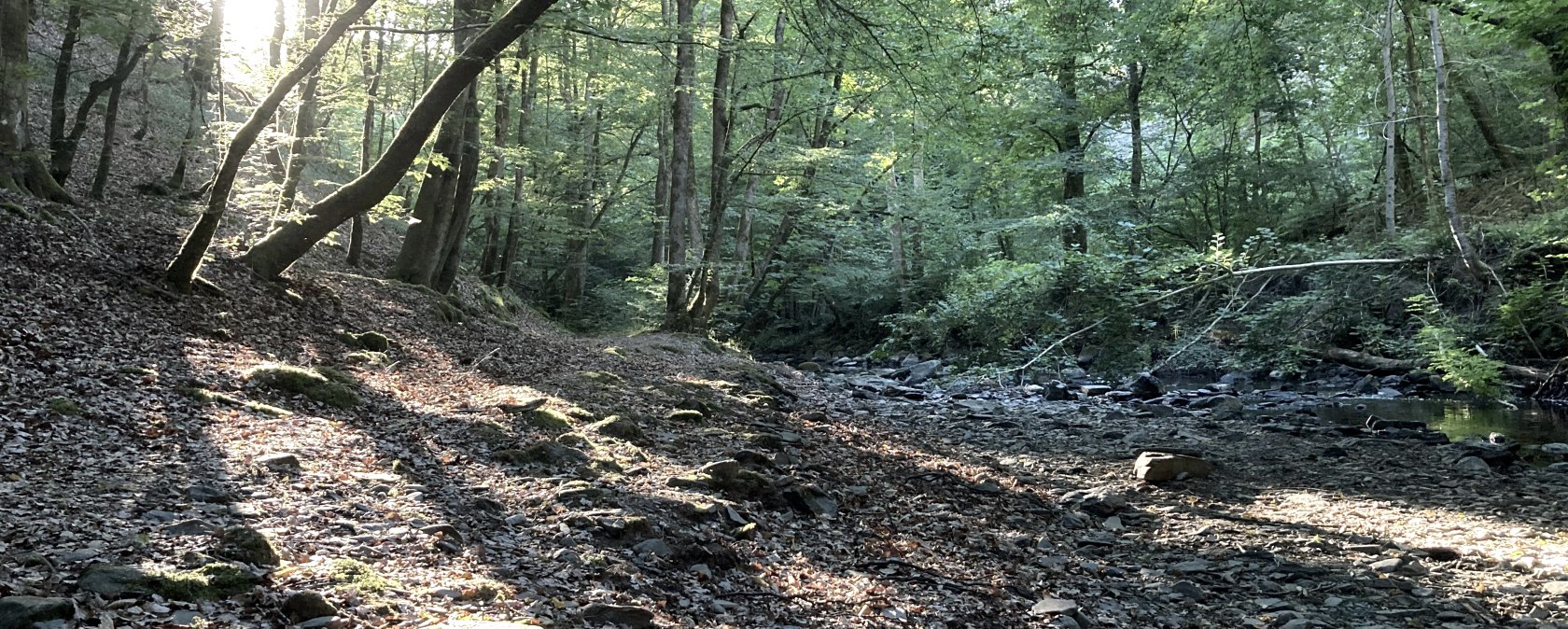 Wald, © M. Schmitz