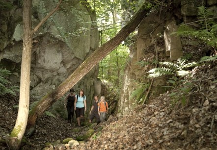 Vier Wanderer gehen durch einen bewaldeten, felsigen Pfad. Ein umgestürzter Baum liegt quer über dem Weg. Die Umgebung ist grün und dicht bewachsen., © Traumpfade