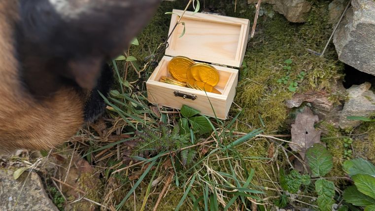 A small wooden box lies in the grass and contains two golden objects. In the background, the head of a dog can be seen, curiously watching the box.