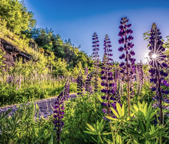 Blumen, &copy; TI Vulkanregion Laacher See