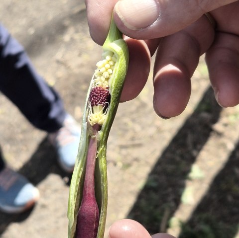 Botanische Wanderung, &copy; Binaca Jakobi