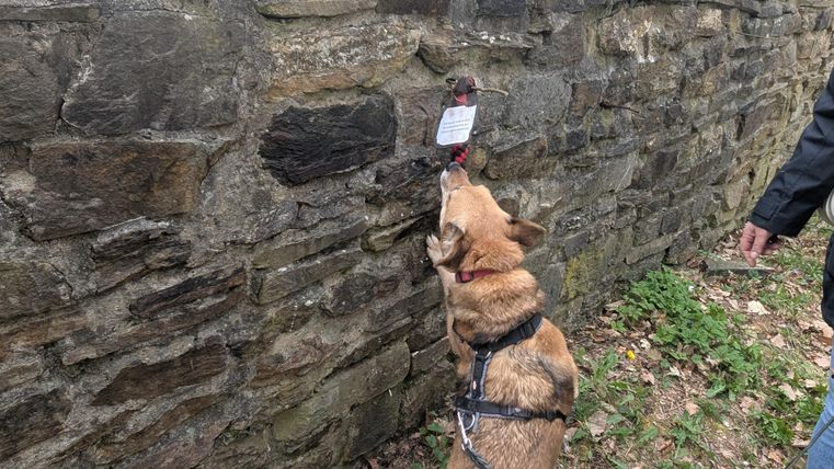 A dog is sniffing at a stone wall while its owner stands beside it. A small sign is hanging on the wall.