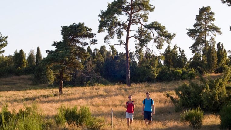 Zwei Personen wandern durch eine Heidelandschaft mit Bäumen im Hintergrund.
