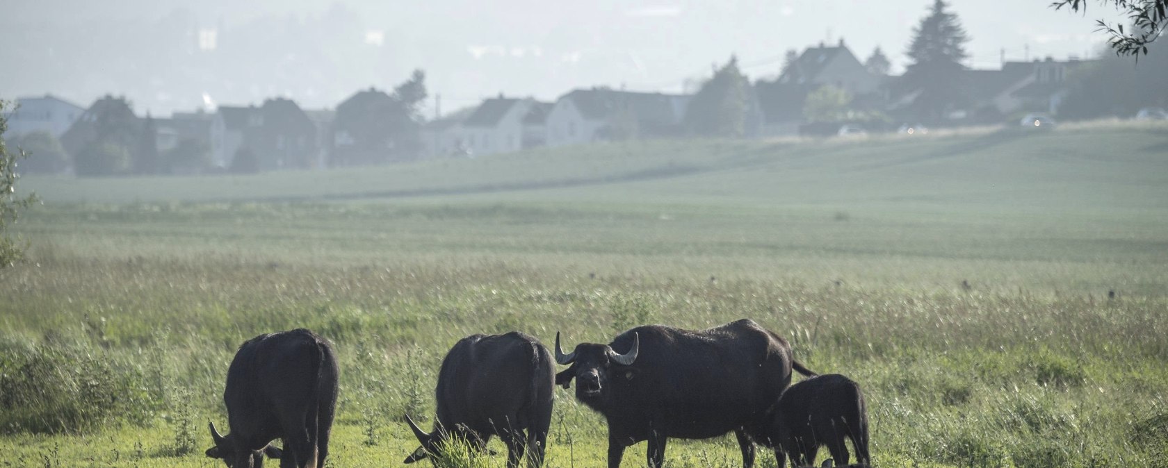 Thürer Wiesen, © Kappest/Vulkanregion Laacher See