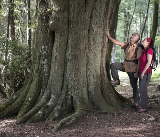 Zwei Wanderer stehen vor einem riesigen Baum im Wald. Eine Person berührt den Stamm, während die andere zuschaut. Beide tragen Rucksäcke., © Traumpfade/Kappest