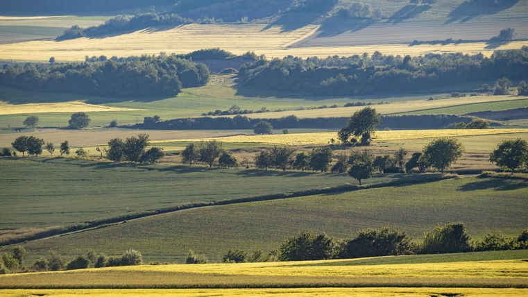 Eine weite Landschaft mit sanften Hügeln und grünen Feldern. Die Sonne beleuchtet die goldenen Flächen und sorgt für eine ruhige Atmosphäre.