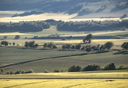 Rape fields, © Kappest/VG Pellenz