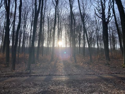 Ein Wald mit hohen Bäumen und einer sanften Lichtung. Die Sonne scheint durch die Äste und beleuchtet den Boden.