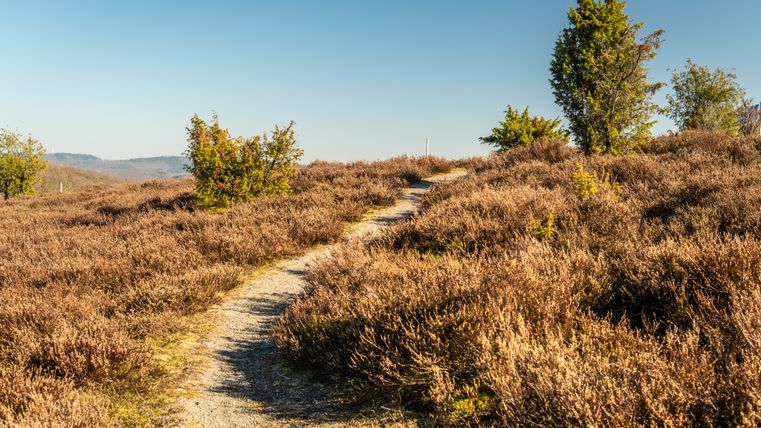 Ein schmaler Wanderweg führt durch eine Heidelandschaft mit Wacholderbüschen unter klarem, blauem Himmel.