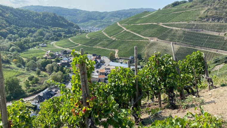 Eine malerische Weinlandschaft mit grünen Reben und sanften Hügeln. Im Hintergrund ist ein kleines Dorf in einer schönen, ländlichen Umgebung zu sehen.