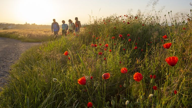 Vier Wanderer gehen bei Sonnenuntergang an einem Feld mit roten Mohnblumen entlang.