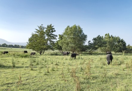 Cache Laachus am TB-Hotel bei den B&uuml;ffeln, &copy; Kappest/Vulkanregion Laacher See