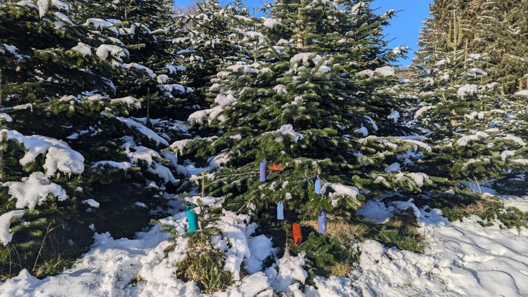 Ein verschneiter Wald mit Weihnachtsbäumen. Bunte Bänder hängen an den Bäumen zwischen dem Schnee.