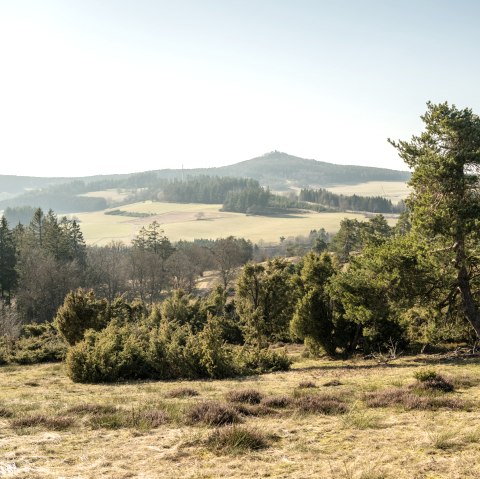 Vue sur l'Eifel et les genévriers sur le sentier de rêve Bergheidenweg, © Eifel Tourismus GmbH, D. Ketz