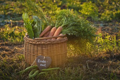 A basket with fresh vegetables, including carrots and leafy greens. Next to it is a sign that reads "Harvest Time".