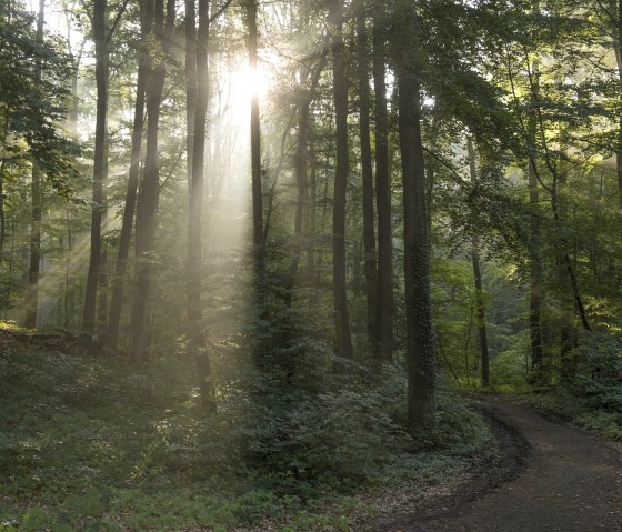 Wald, &copy; Kappest/Vulkanregion Laacher See