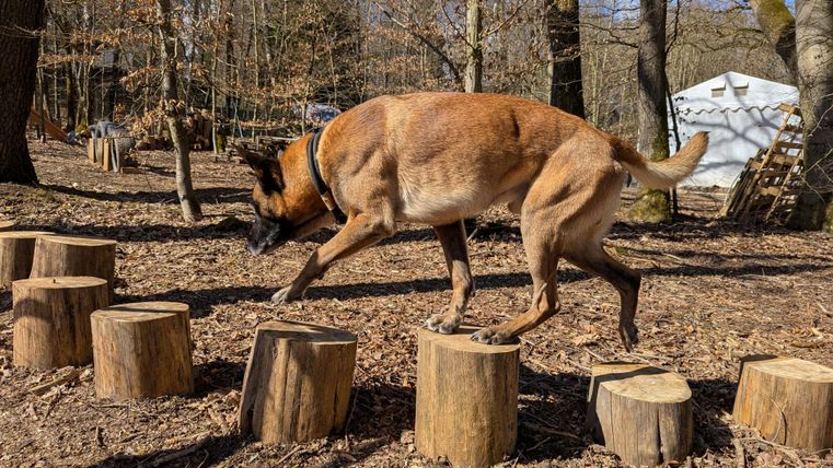 A dog skillfully walks over tree trunks in the forest. The surroundings are natural with trees and soil.