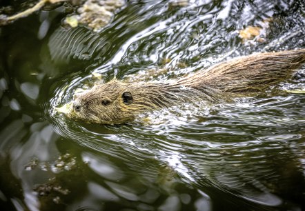 Nette Park Nutria, &copy; Eifel Tourismus GmbH/Dominik Ketz