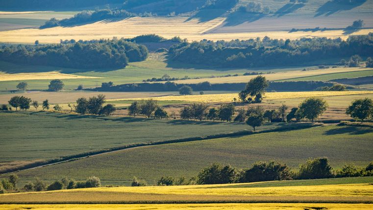 Eine malerische Landschaft mit sanften Hügeln und Feldern in verschiedenen Grüntönen. Bäume säumen die Wiesen und der Himmel ist klar.